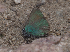 Callophrys affinis