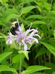 Bombus griseocollis
