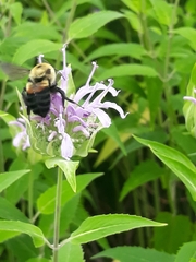 Bombus griseocollis