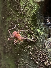 Zalmoxoidea