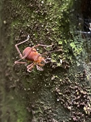 Zalmoxoidea