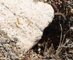 Myrmecocystus mexicanus