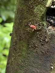 Zalmoxoidea
