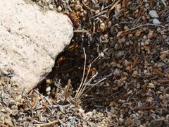 Myrmecocystus mexicanus