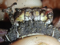 Glyptograpsus impressus