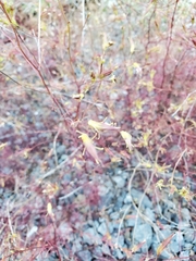 Cordylanthus tenuis brunneus