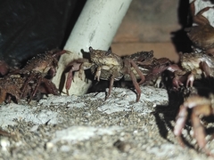 Glyptograpsus impressus