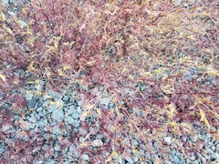 Cordylanthus tenuis brunneus