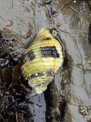 Paciocinebrina circumtexta