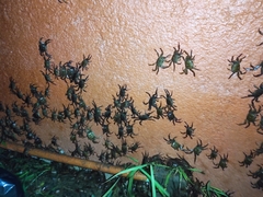 Glyptograpsus impressus