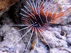 Pterois radiata