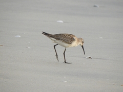 Calidris ferruginea