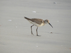 Calidris ferruginea