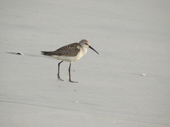 Calidris ferruginea