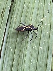 Leptoscelis conspicuus