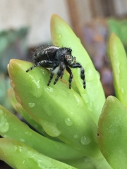 Phidippus audax