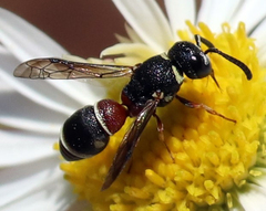 Leptochilus bellulus