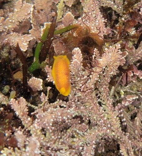 photo of Yellow-gilled Sea Goddess (Doriopsilla gemela)