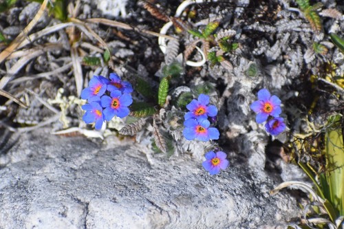 Image of Eritrichium aretioides by (c) Syd Cannings, some rights reserved (CC BY)