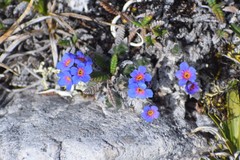 Eritrichium aretioides