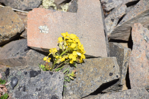 Image of Erysimum angustatum by (c) Syd Cannings, some rights reserved (CC BY)