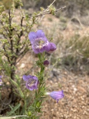 Penstemon ophianthus