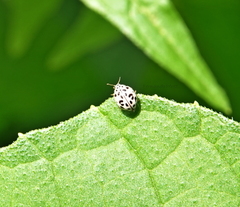 Psyllobora vigintimaculata