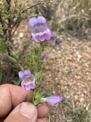 Penstemon ophianthus