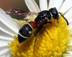 Leptochilus bellulus