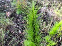 Caustis blakei macrantha