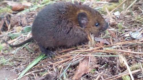 Ashy-bellied Oldfield Mouse (Thomasomys cinereiventer) — Least Concern Mammalia