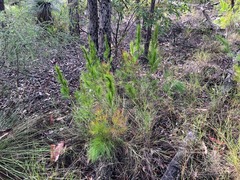 Caustis blakei macrantha