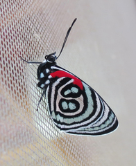 Diaethria kolyma