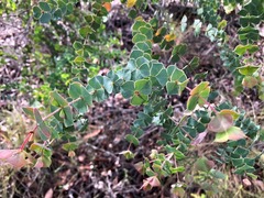 Pultenaea spinosa