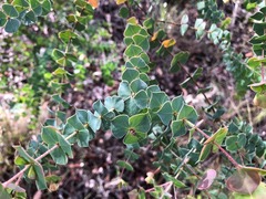 Pultenaea spinosa