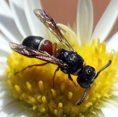 Leptochilus bellulus