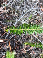 Acacia leichhardtii