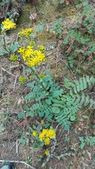 Packera sanguisorbae