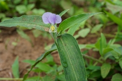 Commelina undulata