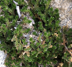 Selaginella eremophila