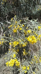Senecio cinerarioides