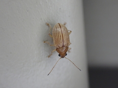 Colaspis brunnea