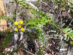 Acacia leichhardtii