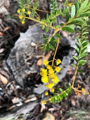 Acacia leichhardtii