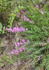 Oxytropis coerulea
