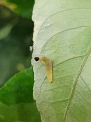 Achlyodes