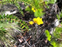Acacia leichhardtii