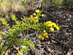 Acacia leichhardtii