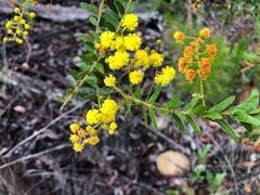 Acacia leichhardtii