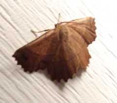 Euchlaena johnsonaria